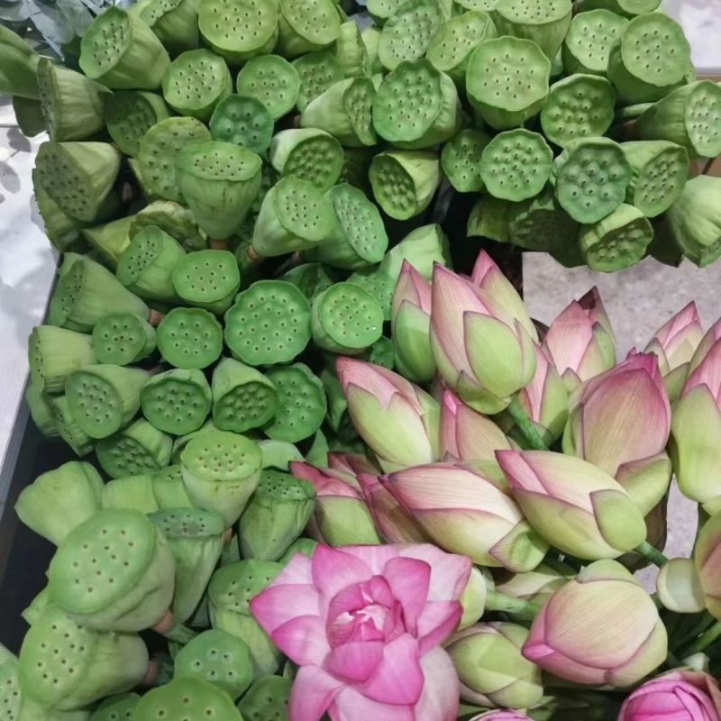 荷花，鲜切花
