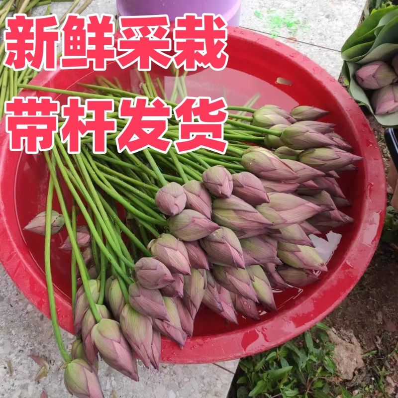 荷花，鲜切花