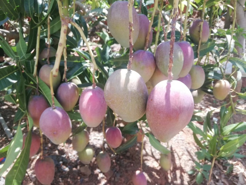 攀枝花彩虹芒5斤9.9一件代发，批发，商超，下地摘果，果