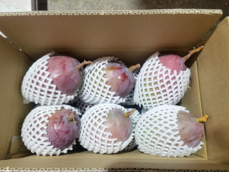 攀枝花彩虹芒5斤9.9一件代发，批发，商超，下地摘果，果