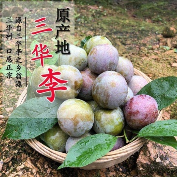 正宗韶关三华李，对接主播代发，平台电商，市场商超主，欢迎
