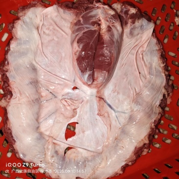 精品连肝肉