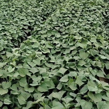 烟薯大田苗，西瓜红，龙9，红瑶，济薯26，哈密大田苗，