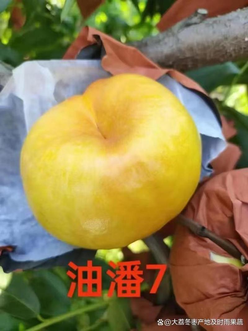 黄油盘，黄毛桃，产地现货现发口感纯甜量大从优