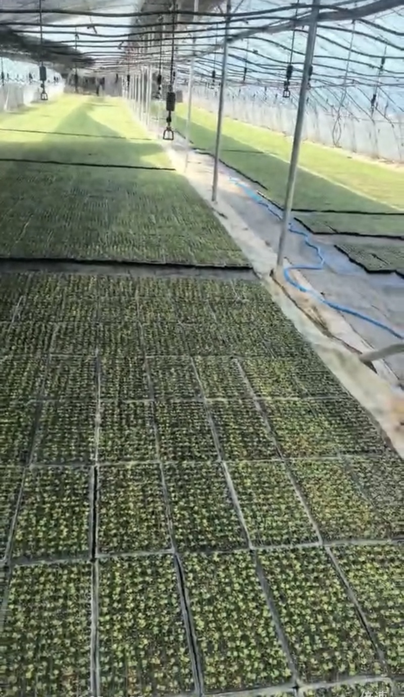 可按需种植，种植面积万亩，棉被暖棚千亩，四季可种