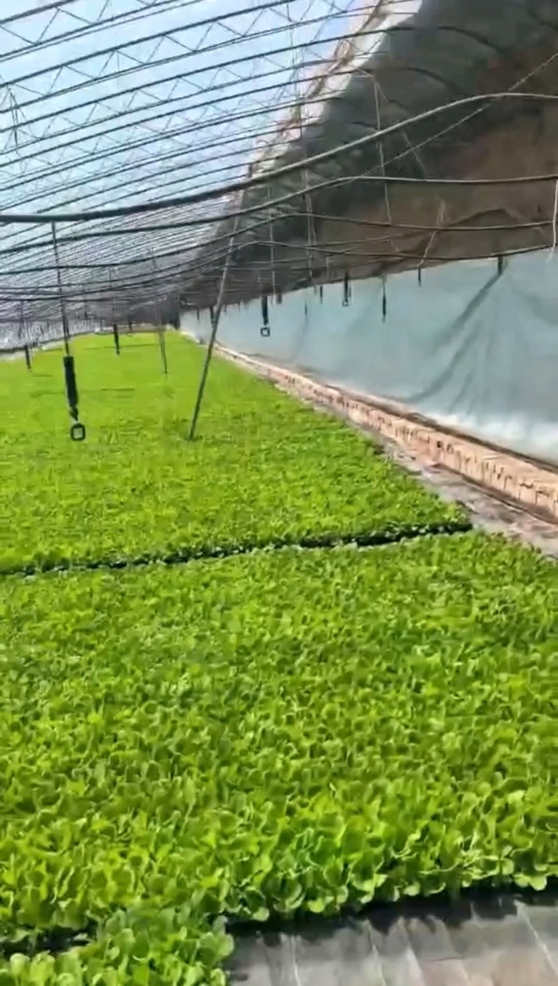可按需种植，种植面积万亩，棉被暖棚千亩，四季可种