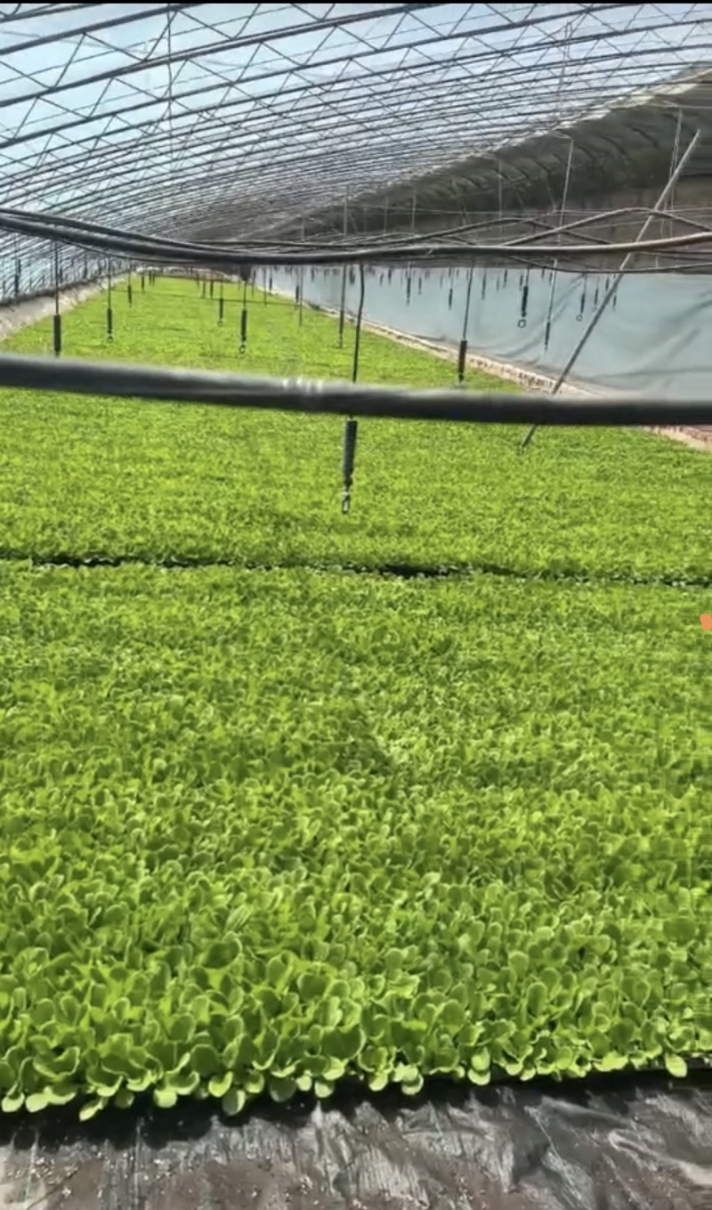 可按需种植，种植面积万亩，棉被暖棚千亩，四季可种