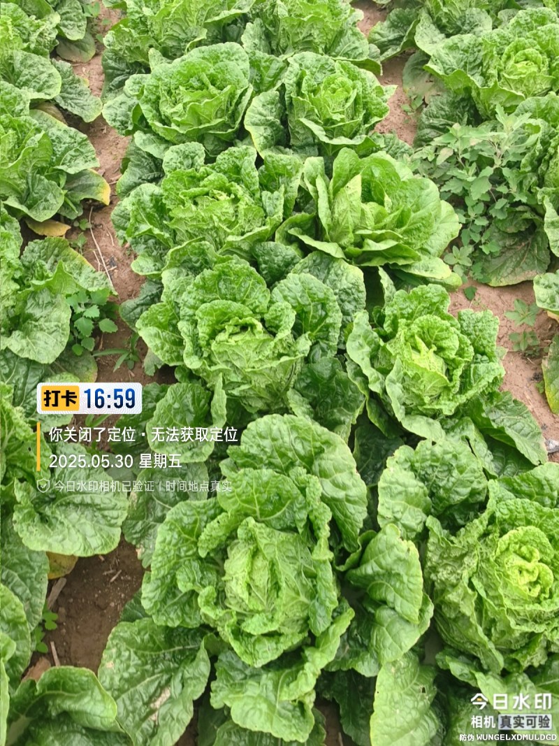 可按需种植，种植面积万亩，棉被暖棚千亩，四季可种