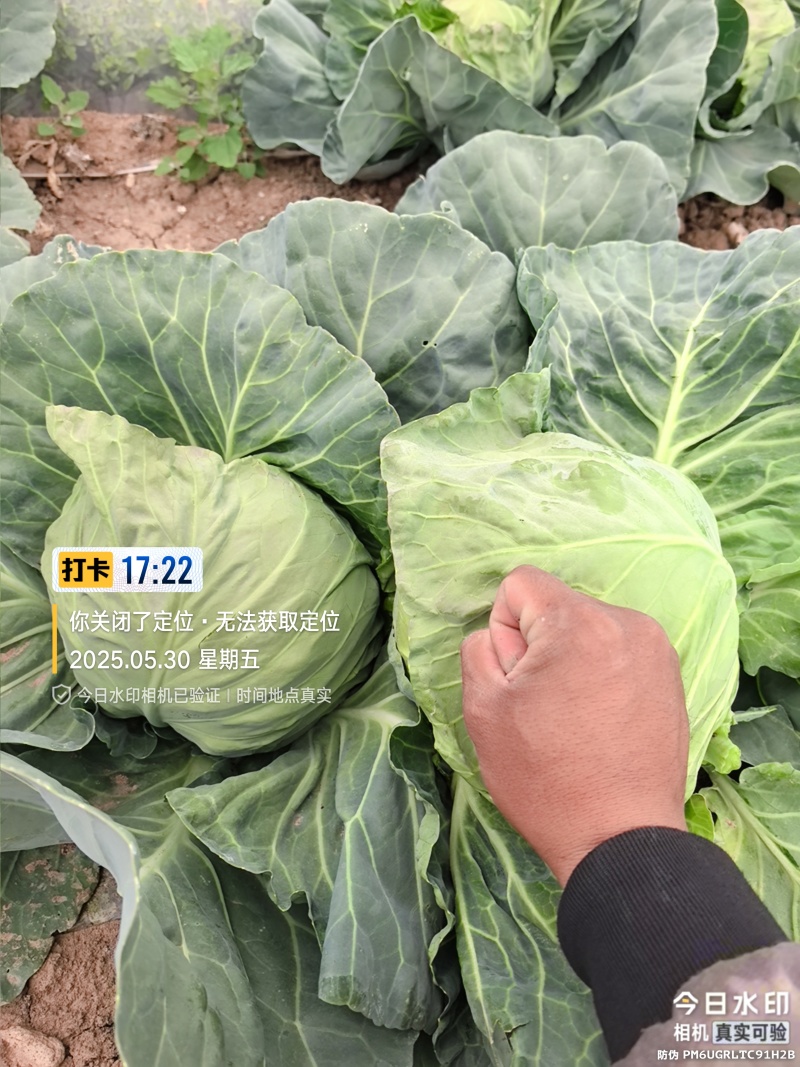 可按需种植，种植面积万亩，棉被暖棚千亩，四季可种