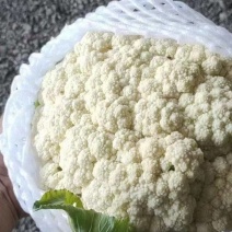 有机花大量现货供应