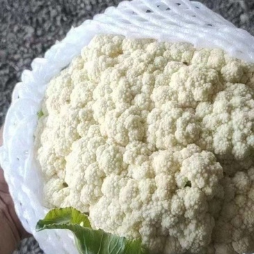 有机花大量现货供应