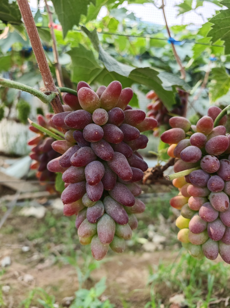 茉莉香葡萄大量上市葡萄基地品种多价格美丽