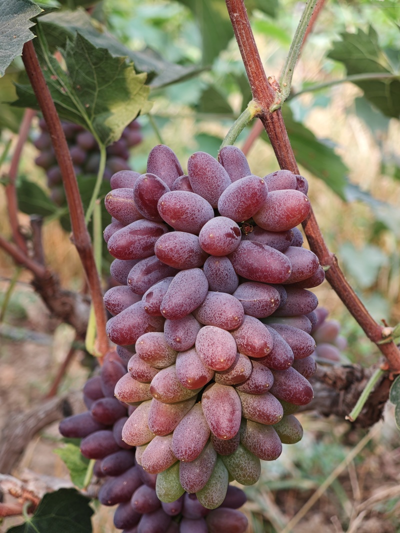 茉莉香葡萄大量上市葡萄基地品种多价格美丽