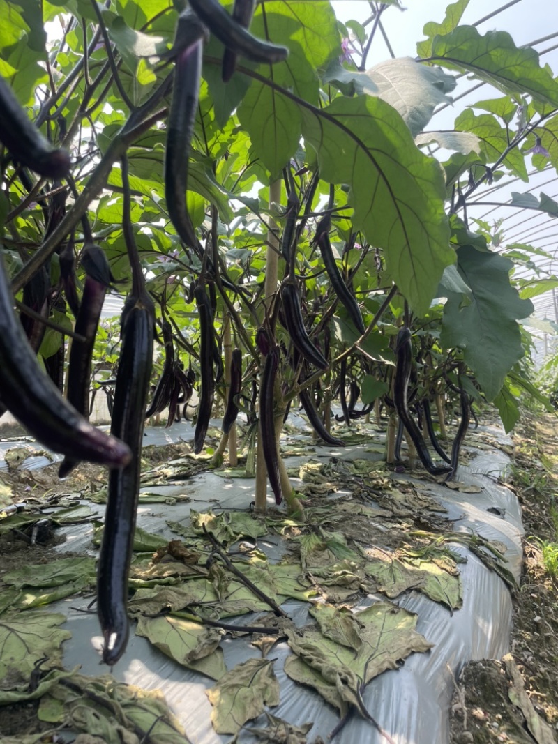 大量上市【安徽高山精品线茄】产地直发货源充足诚信经营
