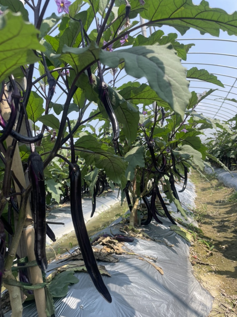 大量上市【安徽高山精品线茄】产地直发货源充足诚信经营
