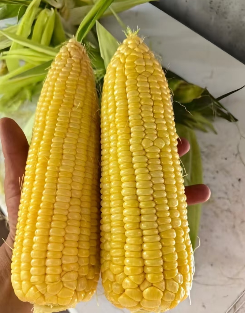 黄甜玉米，水果玉米，太阳花，597基地直供