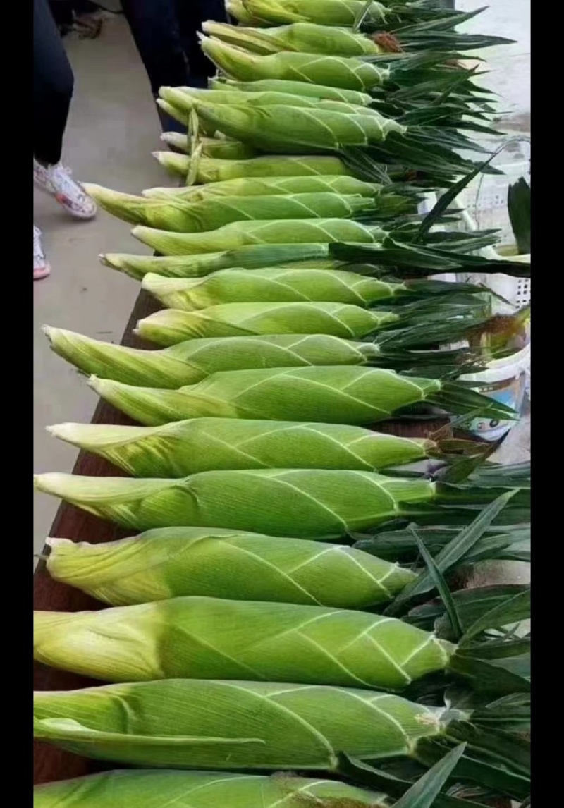 黄甜玉米，水果玉米，太阳花，597基地直供