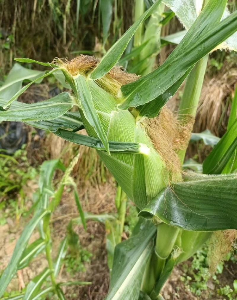 黄甜玉米，水果玉米，太阳花，597基地直供