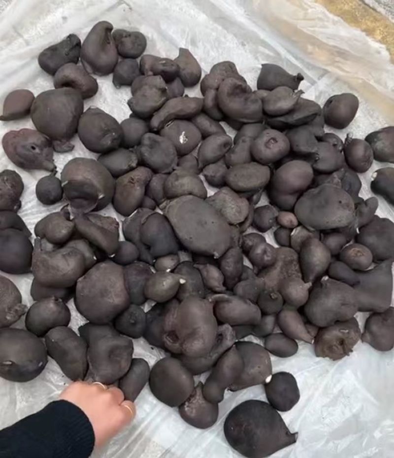 新鲜乌灵参