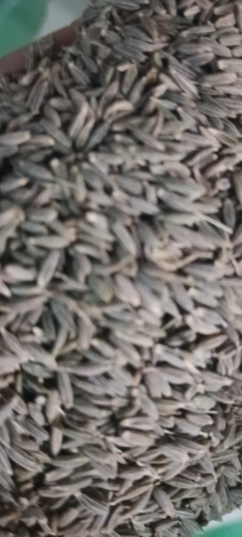【精品】新疆孜然，产地直销，品质保证，欢迎选购