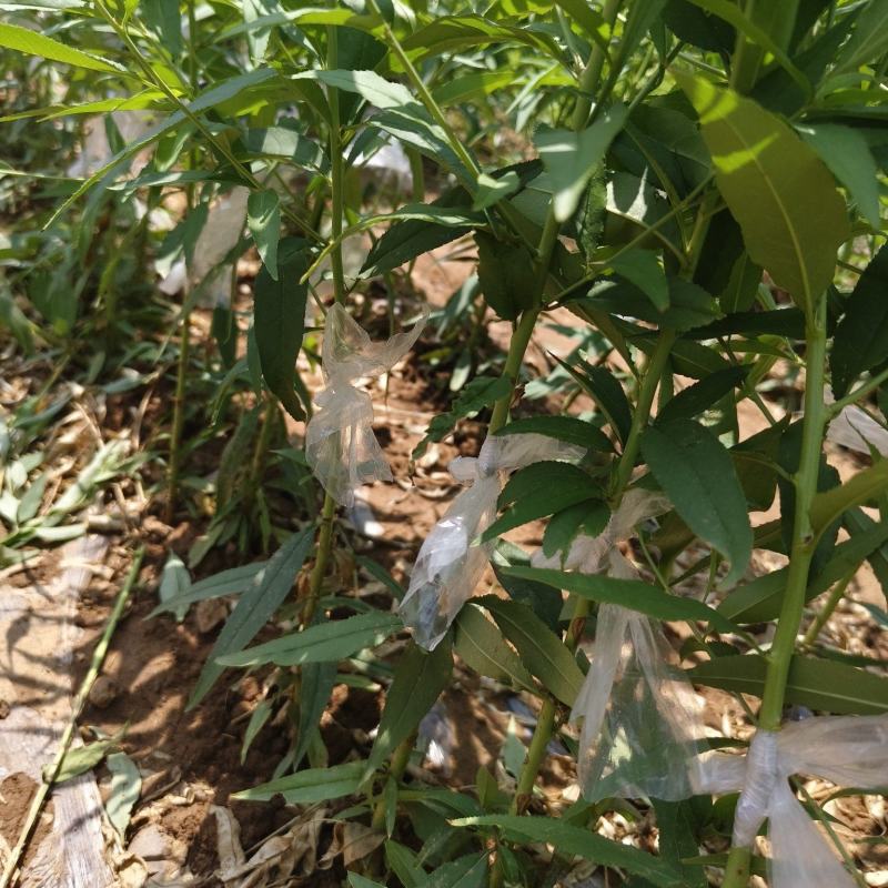 桃树苗基地，毛桃油桃蟠桃，黄肉的白肉的都有可签订购销合同