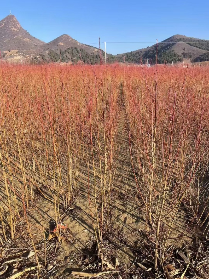 桃树苗基地，毛桃油桃蟠桃，黄肉的白肉的都有可签订购销合同