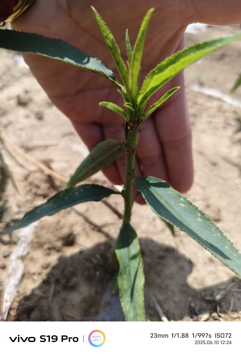 桃树苗基地，毛桃油桃蟠桃，黄肉的白肉的都有可签订购销合同