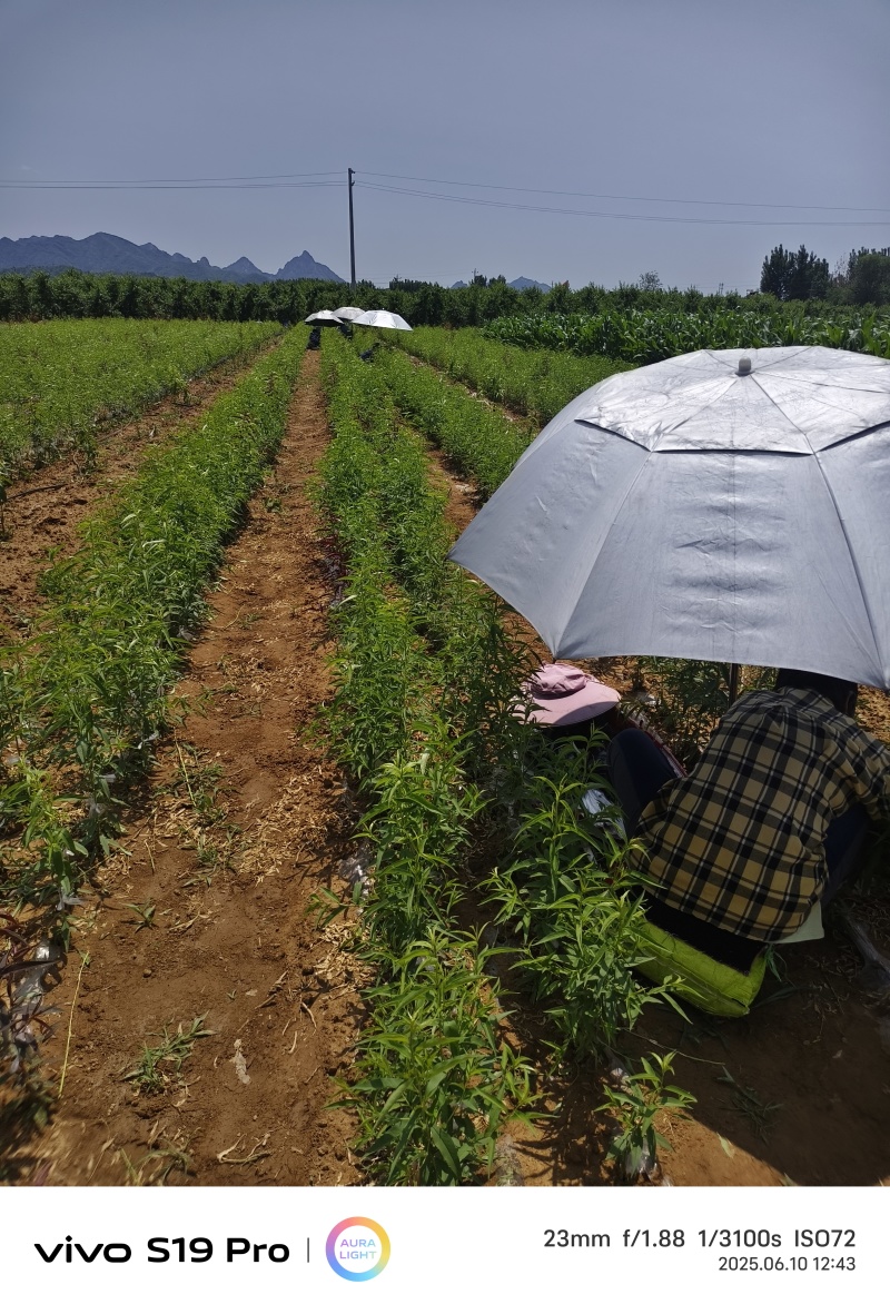 桃树苗基地，毛桃油桃蟠桃，黄肉的白肉的都有可签订购销合同