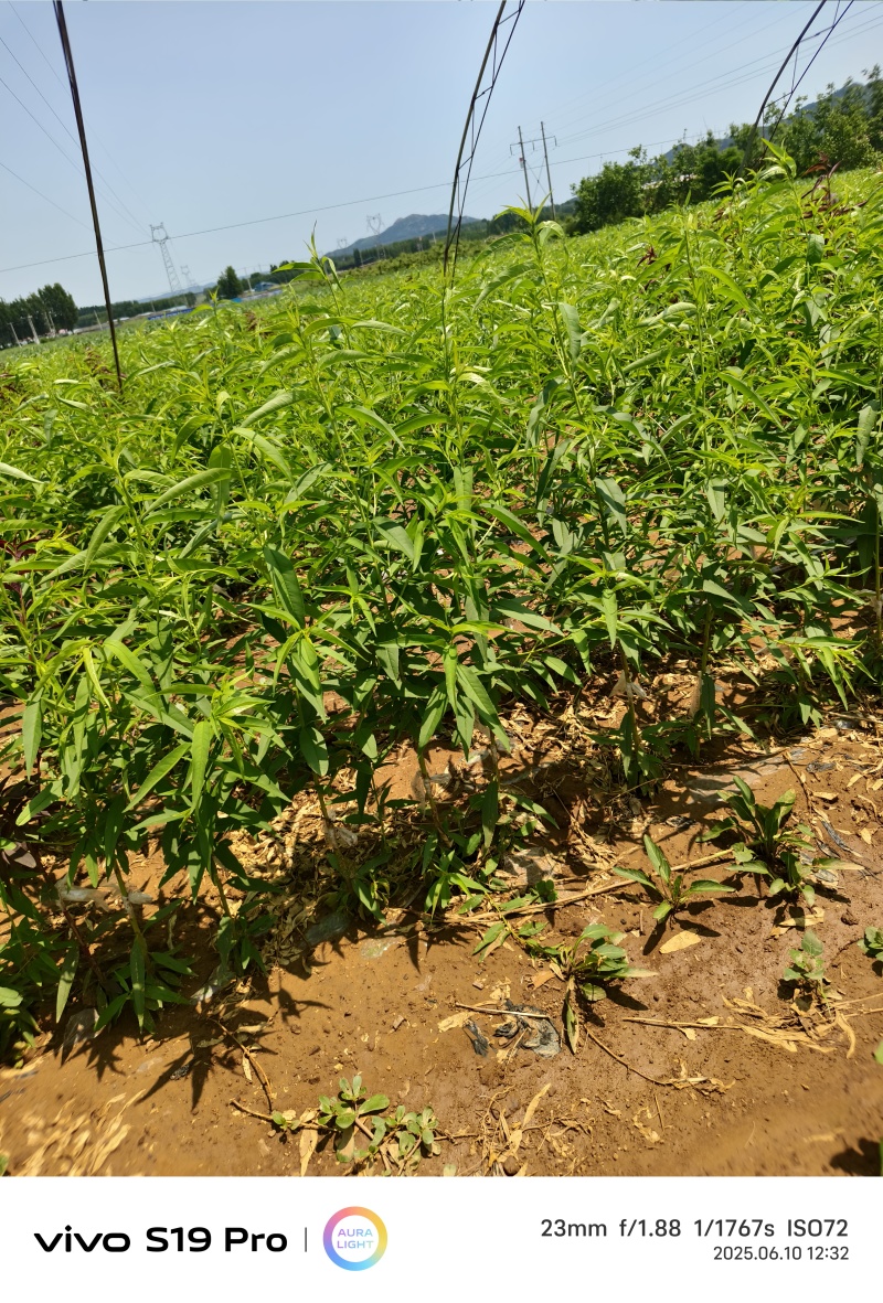 桃树苗基地，毛桃油桃蟠桃，黄肉的白肉的都有可签订购销合同