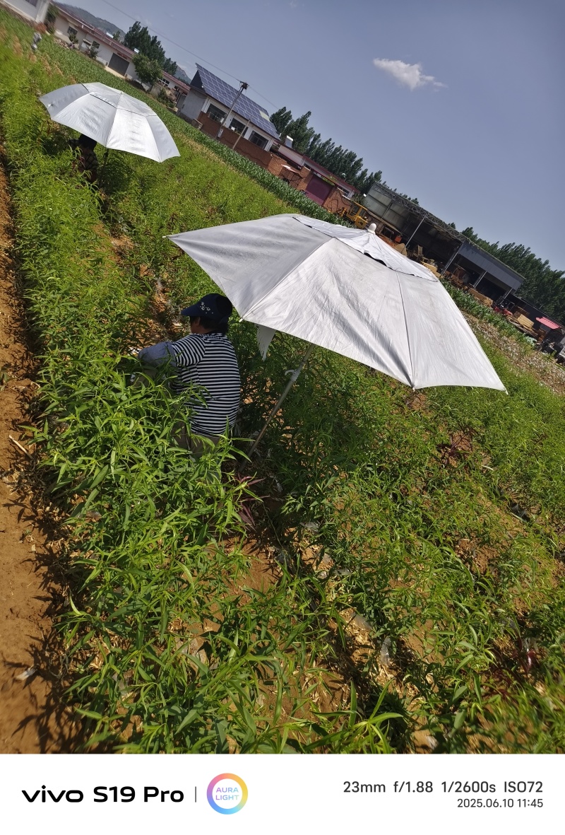 桃树苗基地，毛桃油桃蟠桃，黄肉的白肉的都有可签订购销合同