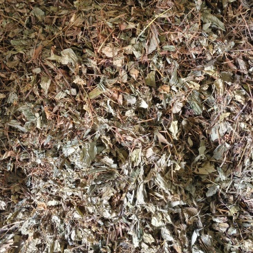 高山野生鱼腥草天然生长自然凉晒，干净无杂质。