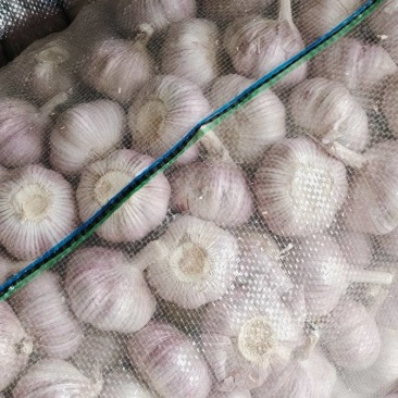 紫皮大蒜，精品净蒜，毛蒜，量大。产地货源充足，真诚服务。