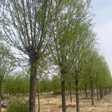 苗圃出售3/60公分垂柳基地自产自销