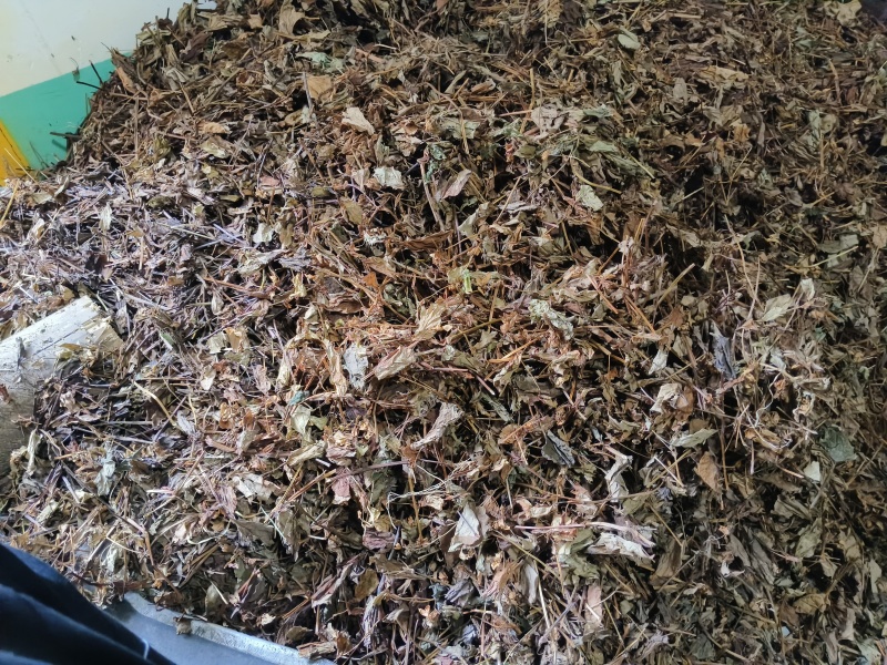 高山野生鱼腥草天然生长自然凉晒，干净无杂质。