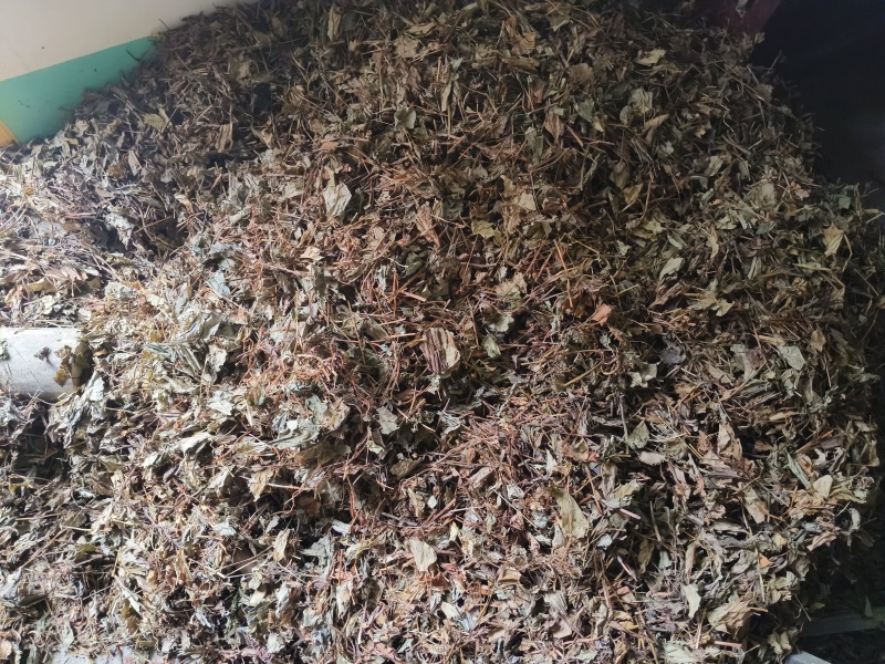 高山野生鱼腥草天然生长自然凉晒，干净无杂质。