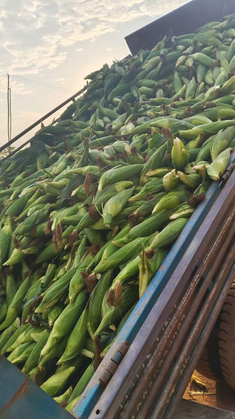 黄甜水果玉米