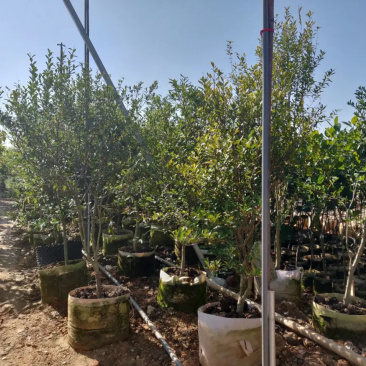 樱桃袋苗（巴西富贵黑玫瑰樱桃）批发福建漳州