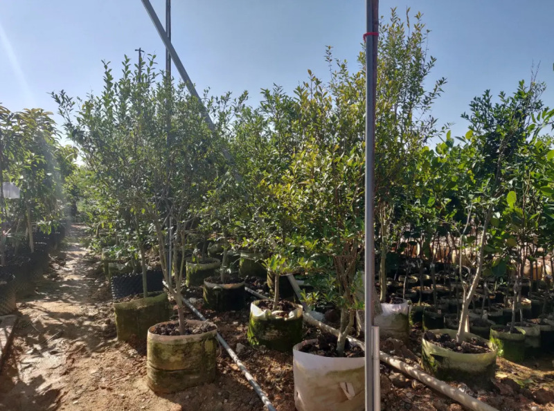 樱桃袋苗（巴西富贵黑玫瑰樱桃）批发福建漳州