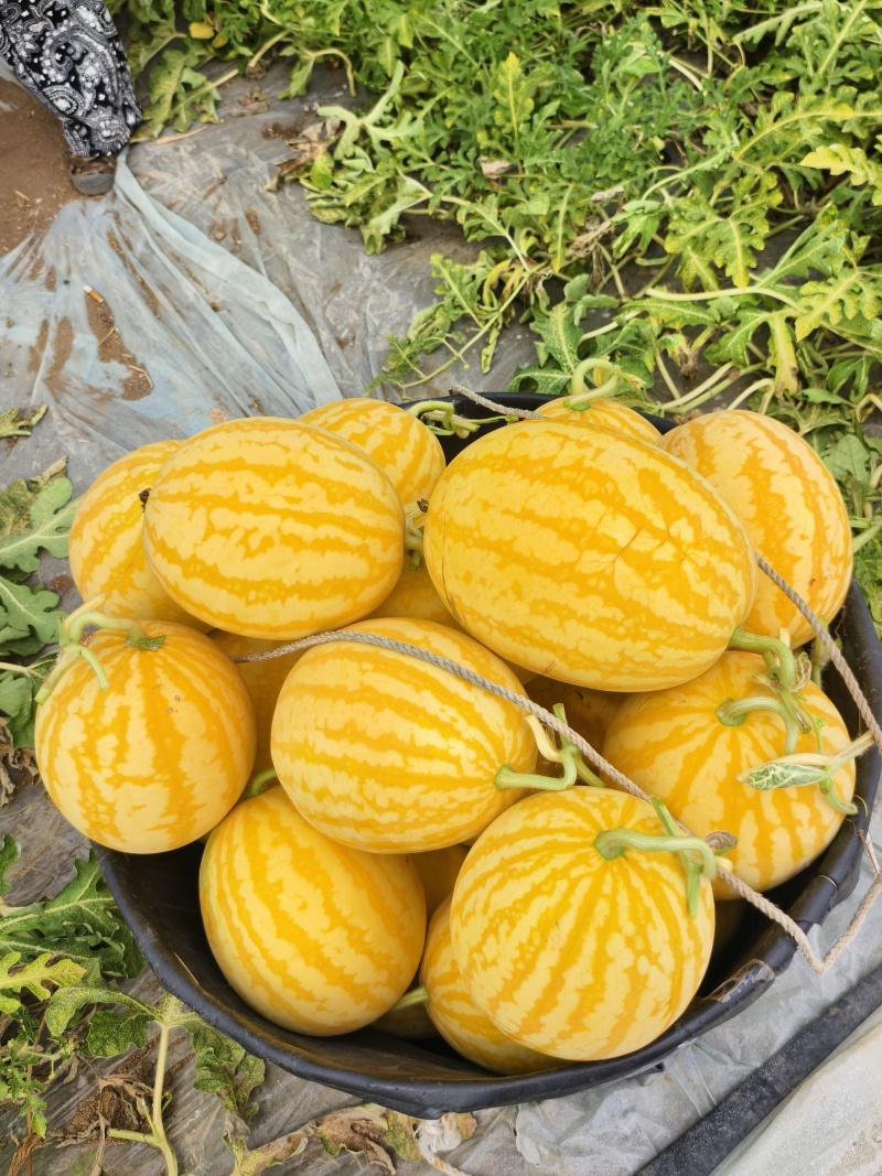 天津本地麒麟西瓜鲜秧活罢带叶高糖高密度