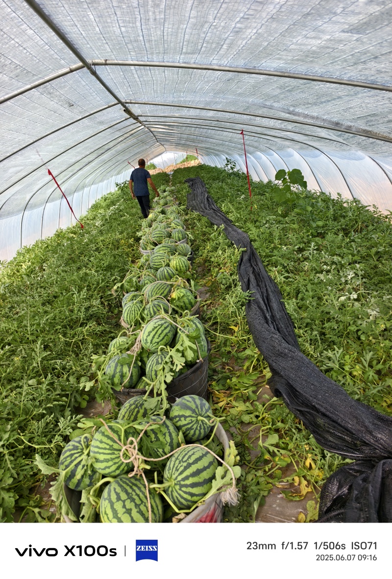 天津本地麒麟西瓜鲜秧活罢带叶高糖高密度