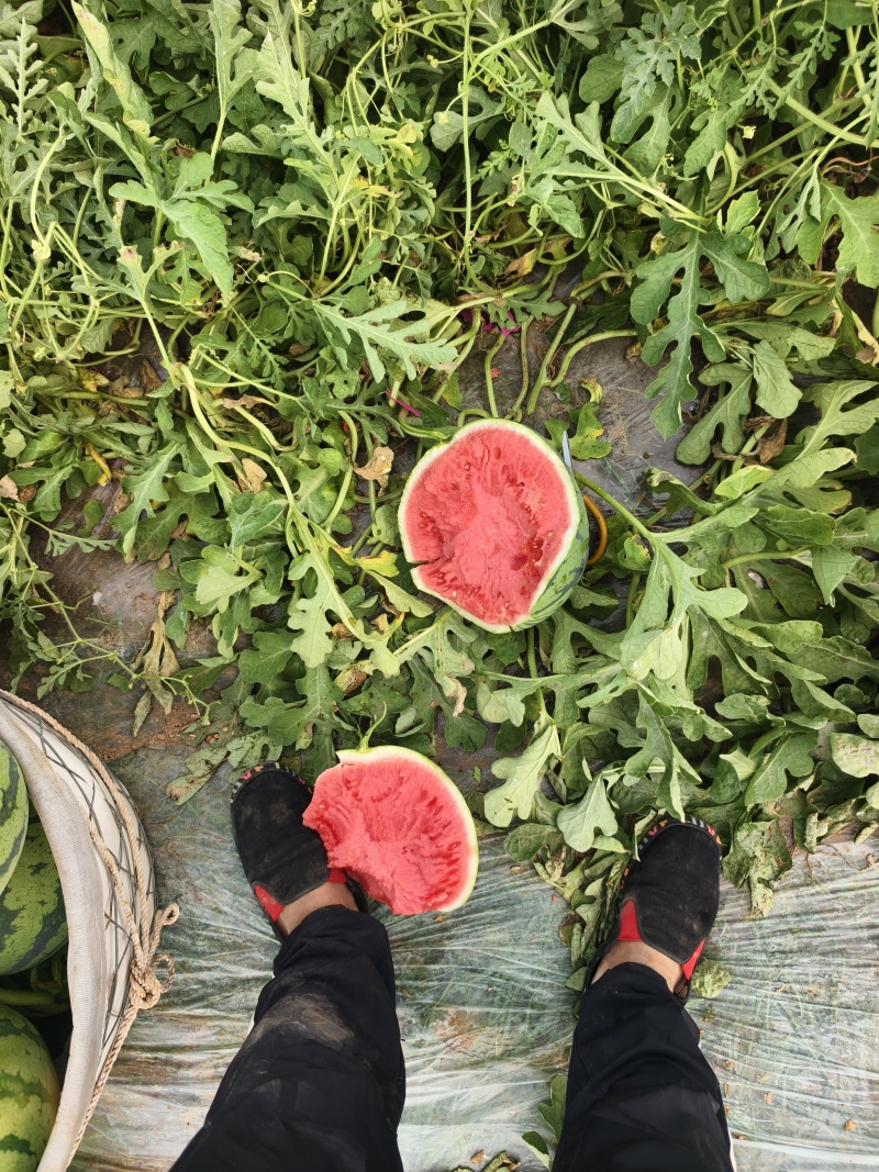 天津本地麒麟西瓜鲜秧活罢带叶高糖高密度