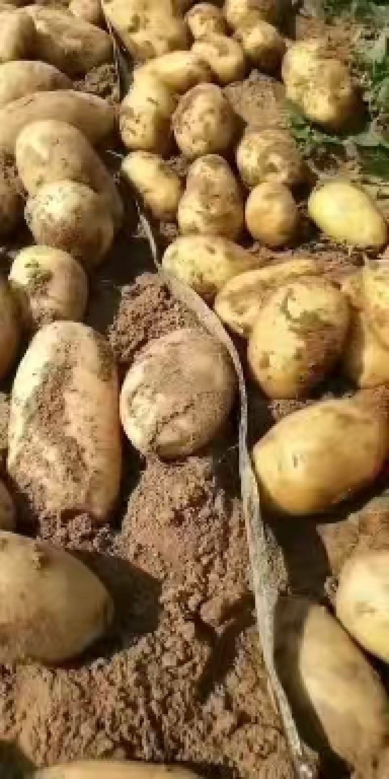内黄黄心土豆已大量上市，箱装，袋装，