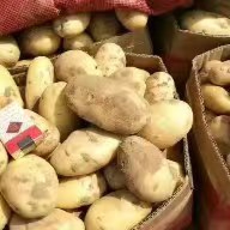 内黄黄心土豆已大量上市，箱装，袋装，