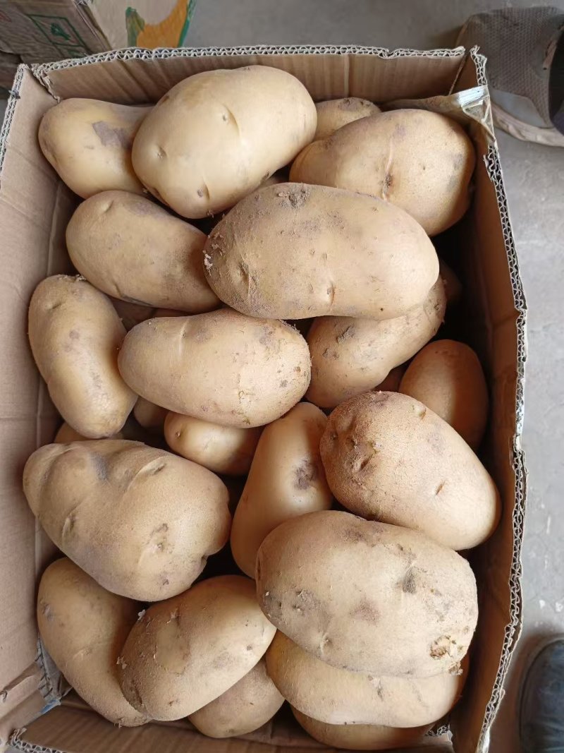 内黄黄心土豆已大量上市，箱装，袋装，