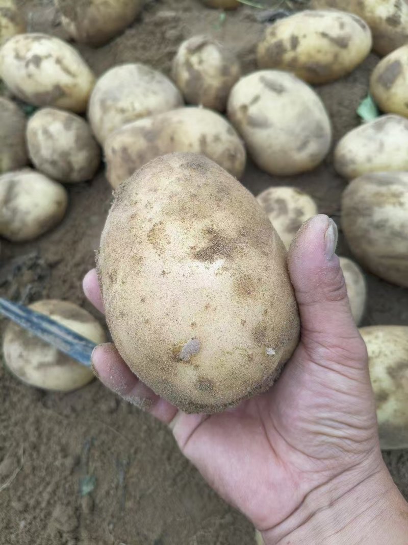 内黄黄心土豆已大量上市，箱装，袋装，
