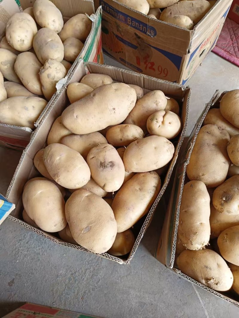 内黄黄心土豆已大量上市，箱装，袋装，