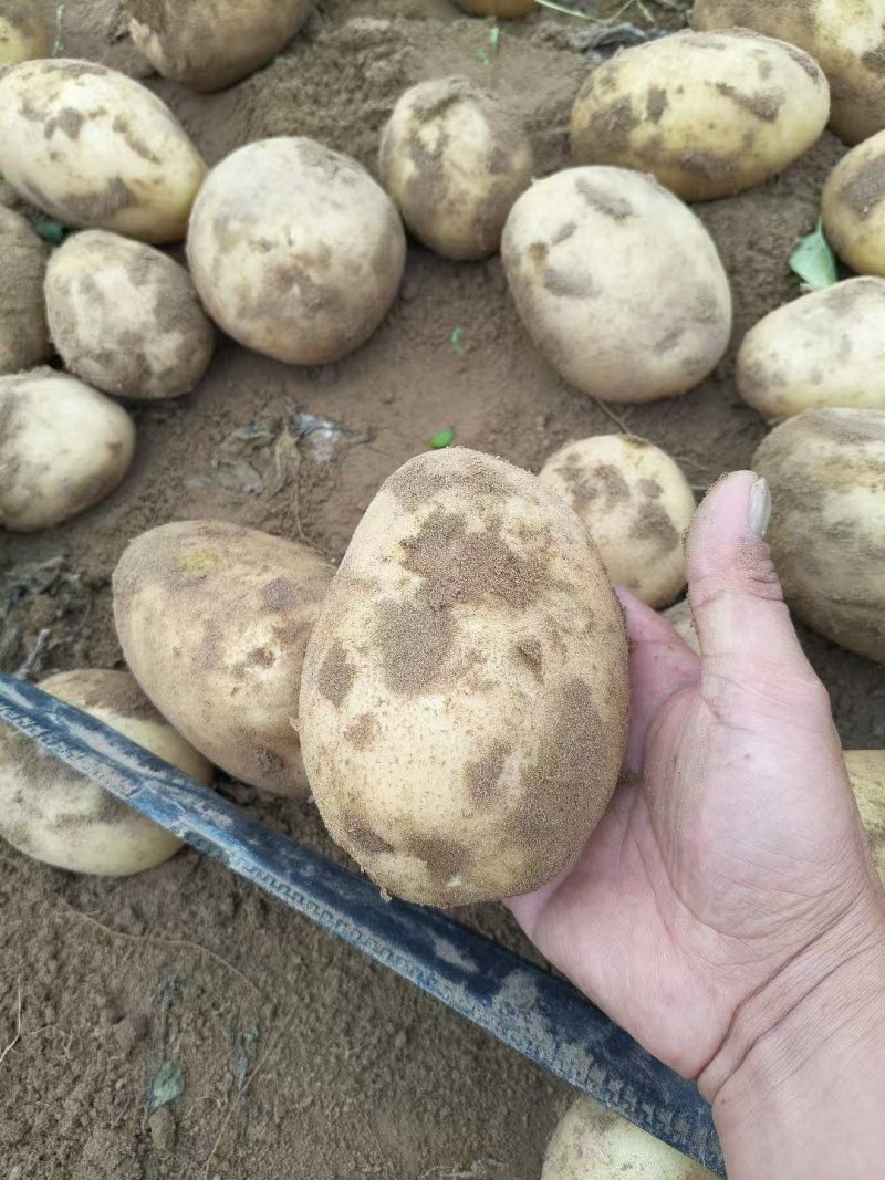 内黄黄心土豆已大量上市，箱装，袋装，
