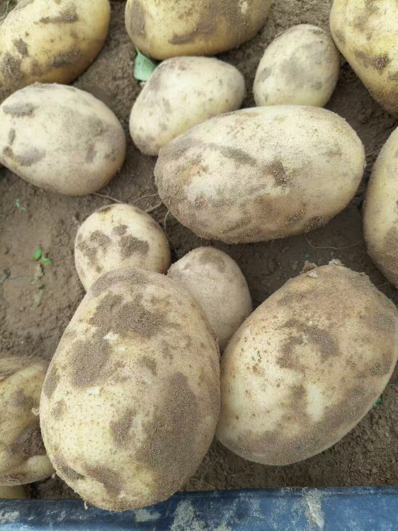 内黄黄心土豆已大量上市，箱装，袋装，