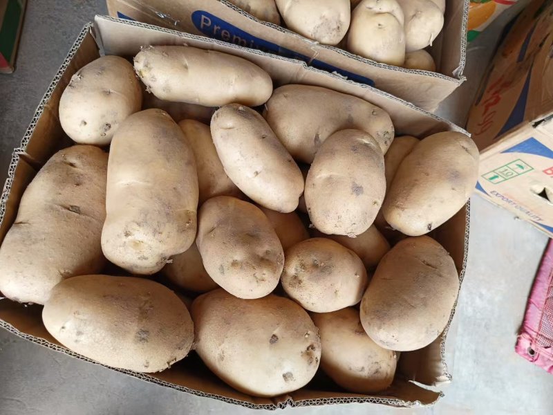 内黄黄心土豆已大量上市，箱装，袋装，