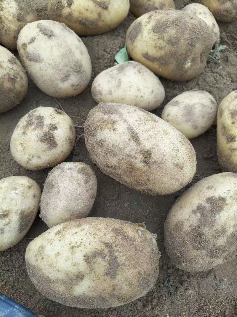 内黄黄心土豆已大量上市，箱装，袋装，